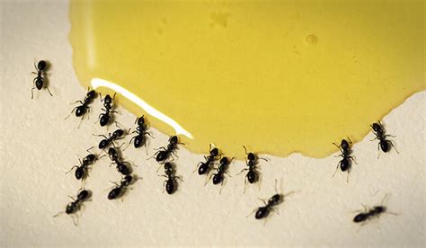 家里突然出现很多蚂蚁 熙的五行